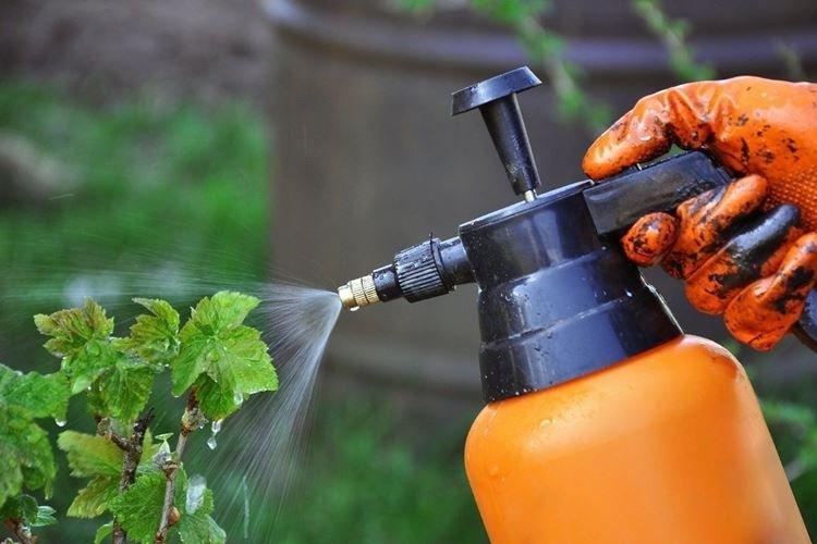 Quand traiter - Application de jardinage liquide de Bordeaux au printemps