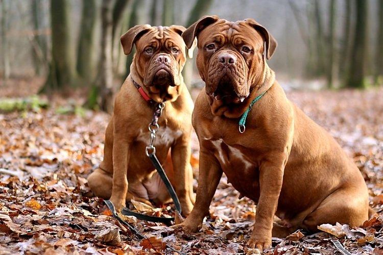 Dogue de Bordeaux Dogue Français - Races de Chiens de Combat