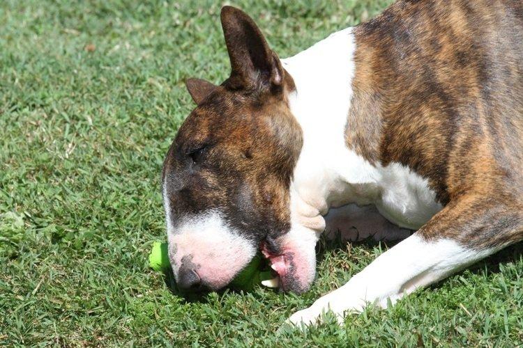 Bull Terrier - Races de chiens de combat