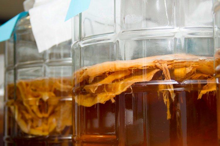 Température et éclairage - Kombucha Care