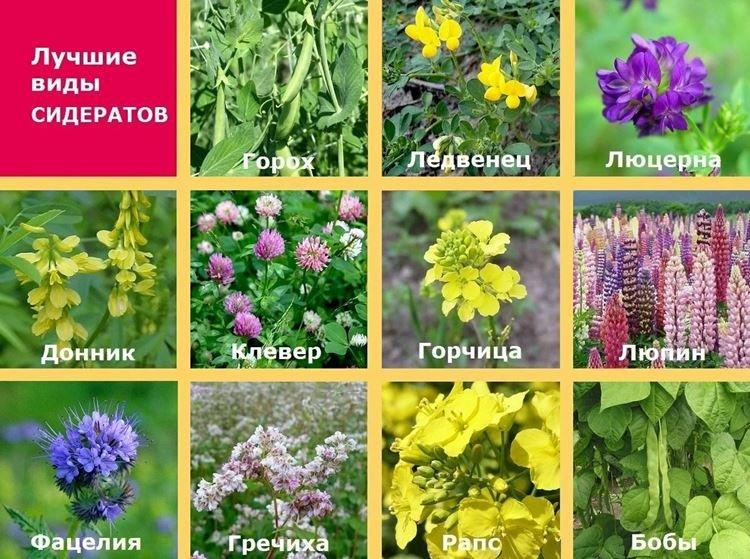 Plantes Siderata - comment désacidifier le sol dans le jardin