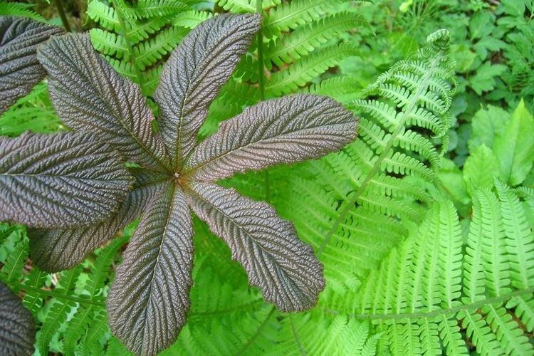 Quelles plantes aiment les sols acides - Comment et comment désoxyder le sol du jardin