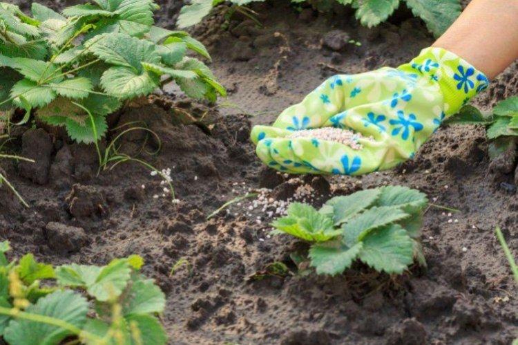 Le meilleur moment pour nourrir les fraises