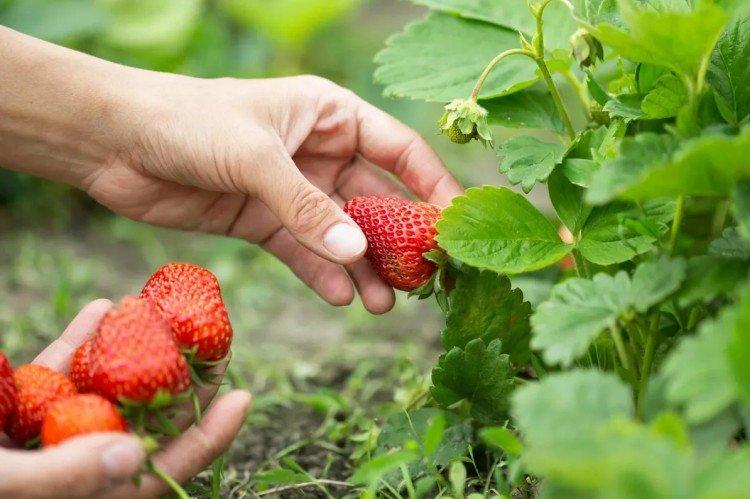 Engrais minéraux - Comment nourrir les fraises