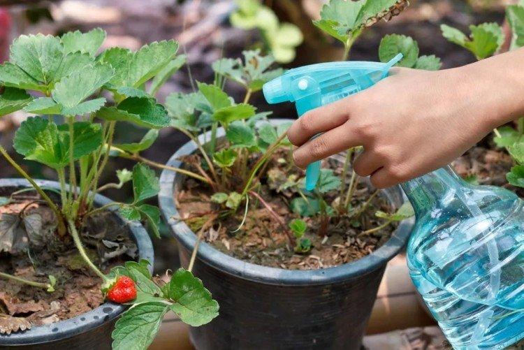 Nourrir les fraises avec de l'ammoniaque et de l'iode