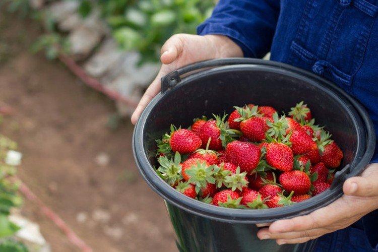 Comment nourrir les fraises pendant la floraison