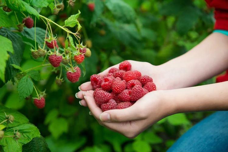 Comment et comment nourrir les framboises au printemps