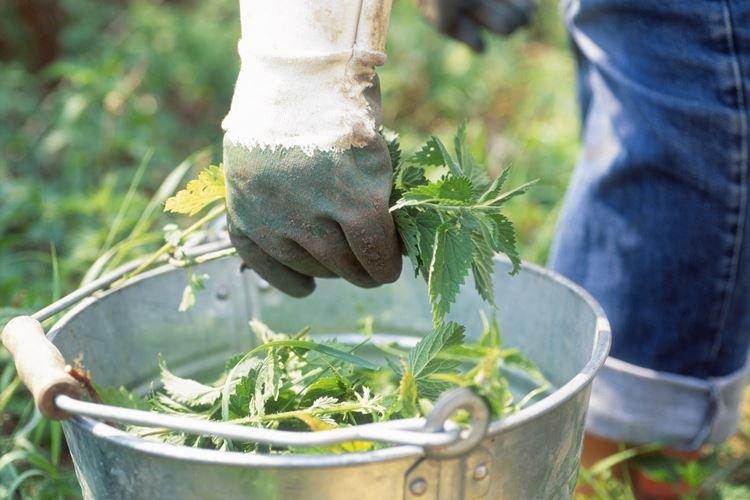 Top dressing aux orties - Comment nourrir les framboises au printemps