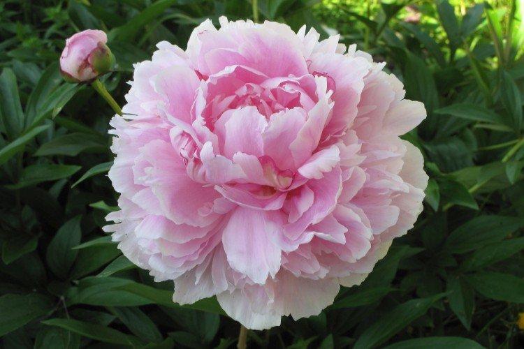 Alimentation printanière des jeunes pivoines pour une floraison luxuriante