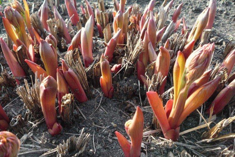 Le meilleur moment pour nourrir les pivoines