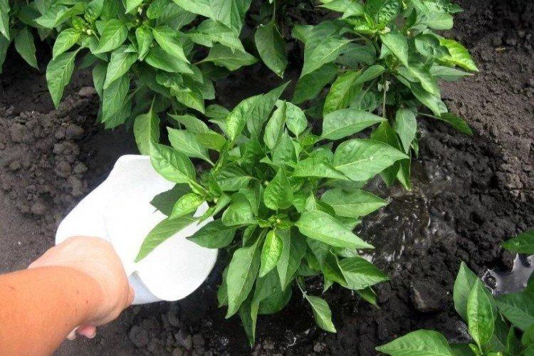 Engrais organiques - Comment nourrir les plants de poivrons