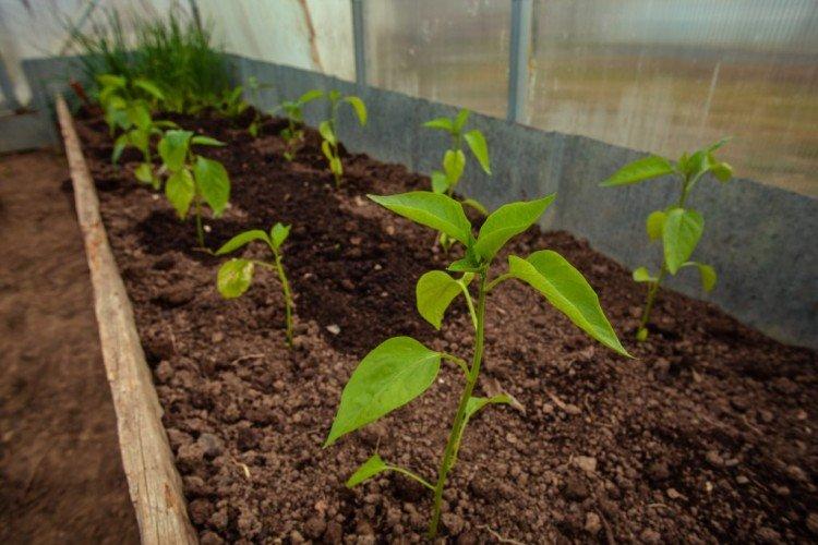 Engrais minéraux - Comment nourrir les plants de poivron