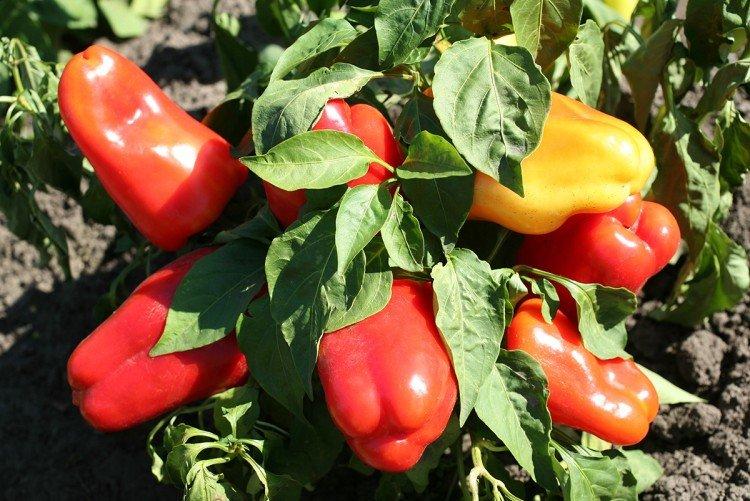 Comment nourrir les plants de poivron après une cueillette