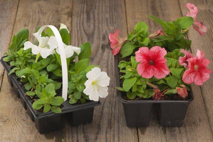 Comment nourrir les semis de pétunia après la cueillette