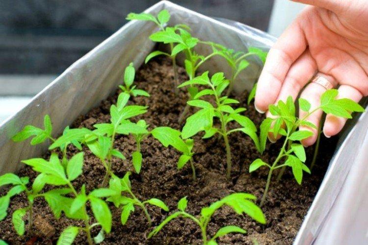 Ai-je besoin de nourriture et ce qui manque - Comment nourrir les plants de tomates