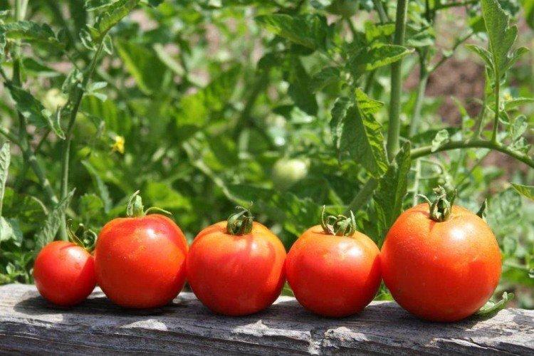 Comment nourrir les plants de tomates après la cueillette