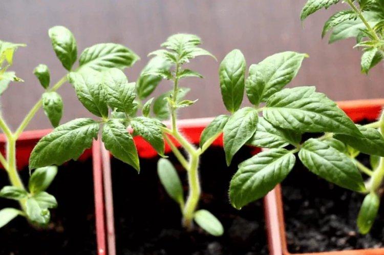 Comment nourrir les plants de tomates après la germination