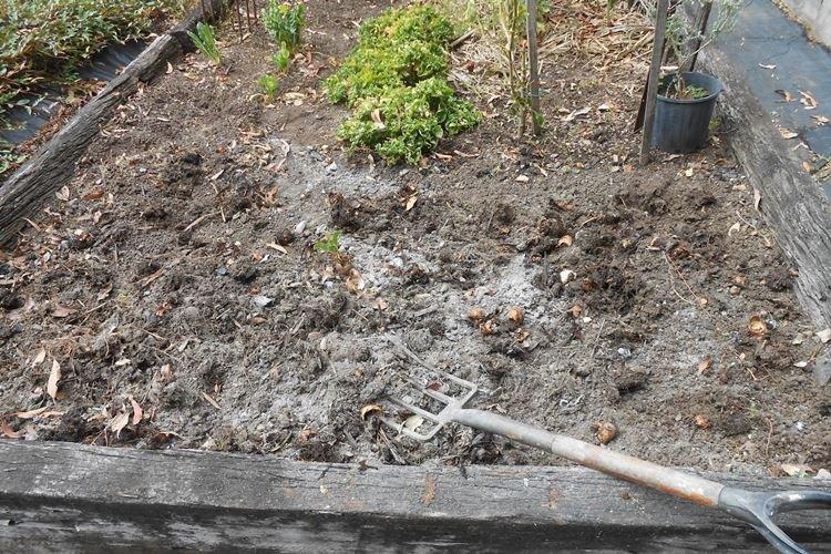 Ash - Comment nourrir les roses au printemps