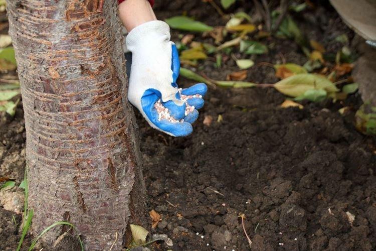 Ai-je besoin de nourriture et ce qui manque - Comment nourrir un pommier au printemps