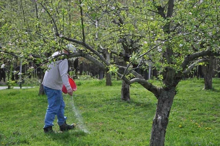 Le meilleur moment pour nourrir un pommier - Comment nourrir un pommier au printemps