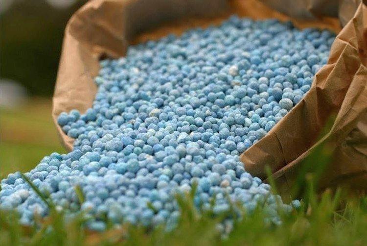 Engrais minéraux - Comment nourrir un pommier au printemps