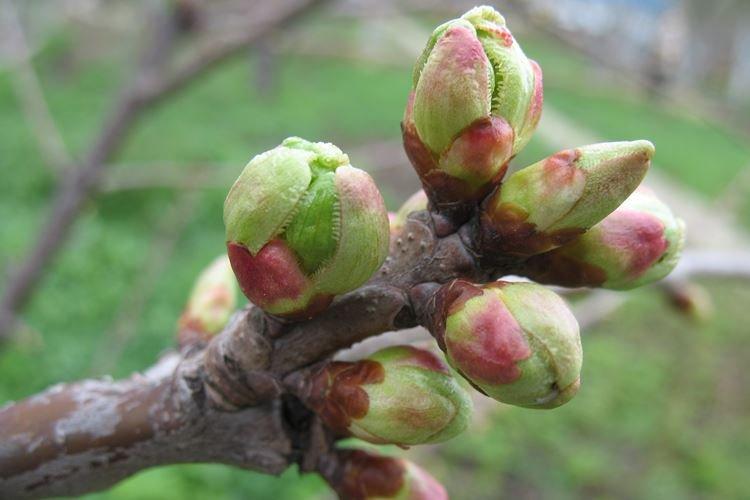 Avant la formation des bourgeons - Comment nourrir un pommier au printemps pour une bonne récolte