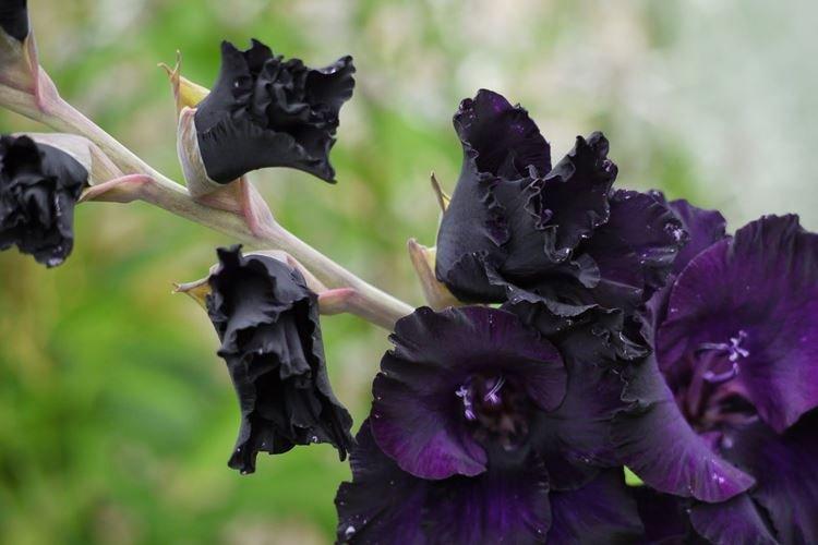 Glaïeul - Fleurs noires, plantes à fleurs et feuilles foncées