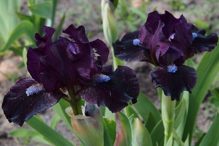 Iris - Fleurs noires, plantes à fleurs et feuilles foncées