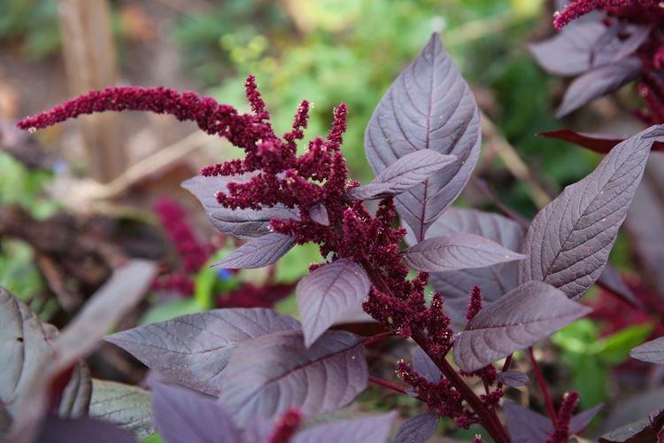 Amarante - Fleurs noires, plantes à fleurs et feuilles foncées