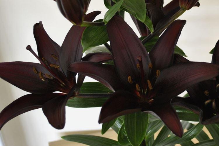 Lys asiatique - Fleurs noires, plantes à fleurs et feuilles foncées