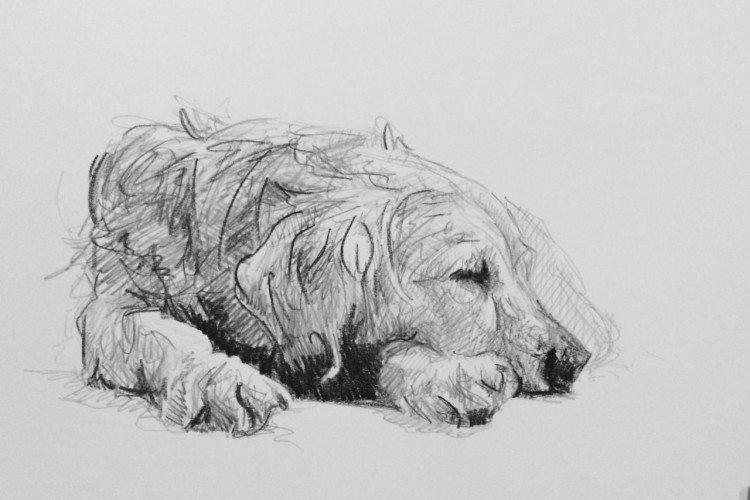 Animaux de compagnie - Que pouvez-vous dessiner quand vous vous ennuyez