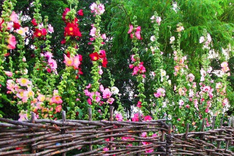 Mauve - Que planter le long de la clôture