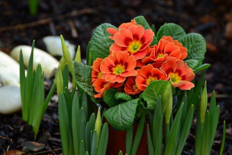 Primevère - Que planter le long de la clôture