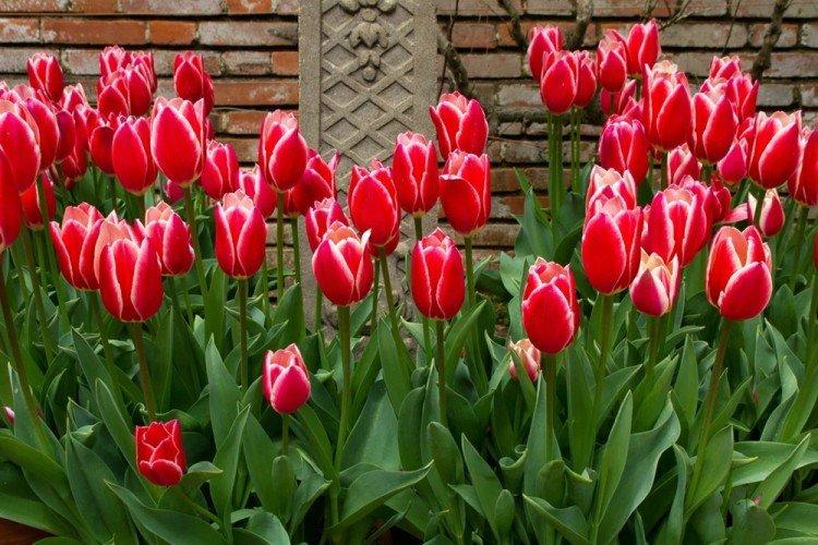 Tulipes - Que planter le long de la clôture
