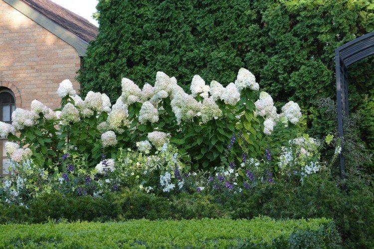 Hortensia - Que planter le long de la clôture