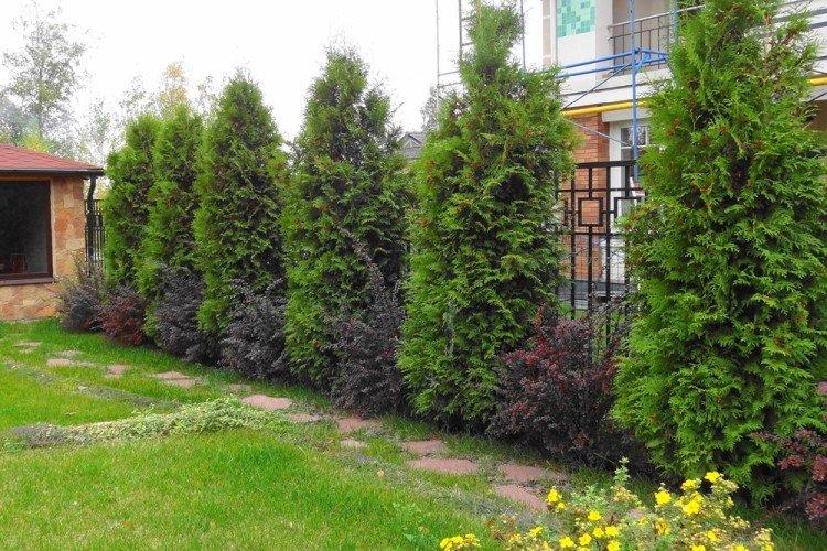 Tuya - Que planter le long de la clôture