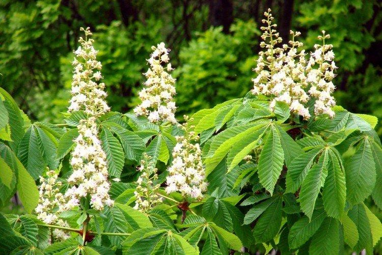 Châtaignier - Que planter le long de la clôture