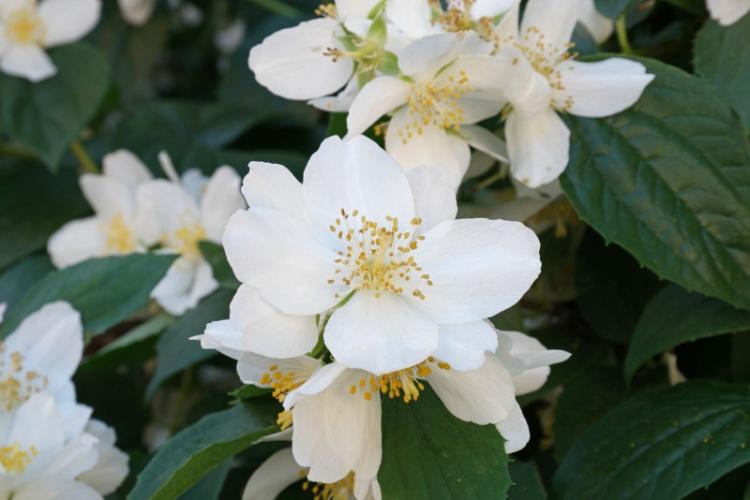 Caractéristiques générales - Chubushnik