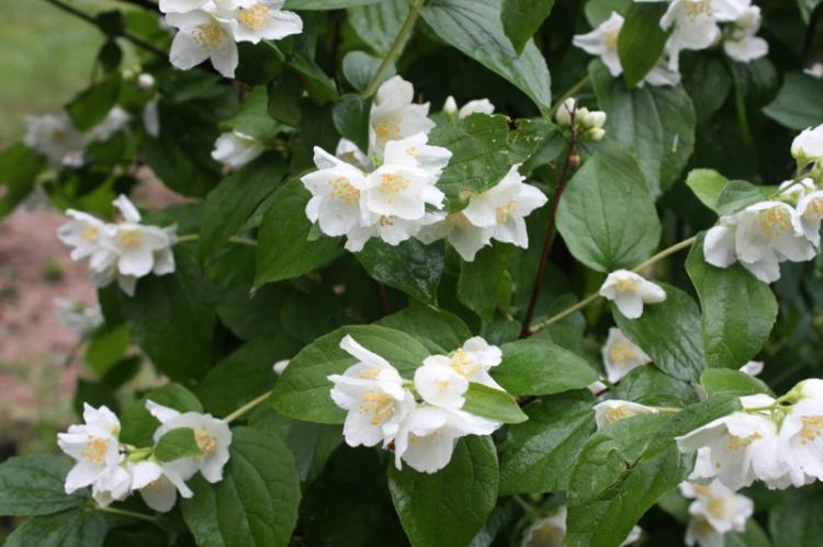 Couronne Chubushnik - Types de Chubushnik