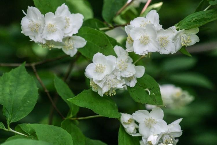 Chubushnik moelleux - Types de chubushnik