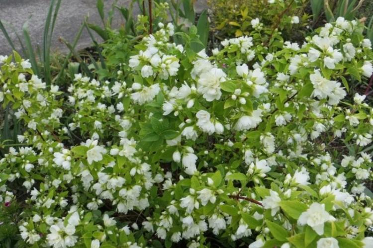 Chubushnik Lemoine - Types de chubushnik