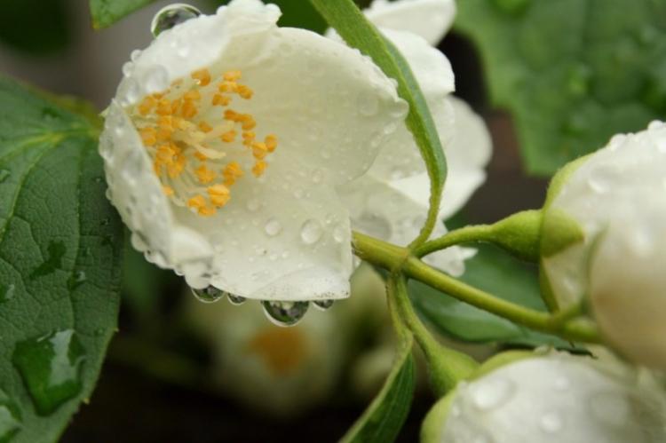 Arrosage - Soins Chubushnik