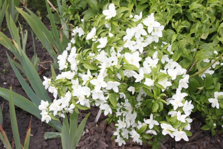 Engrais et top dressing - Prendre soin d'un faux orange