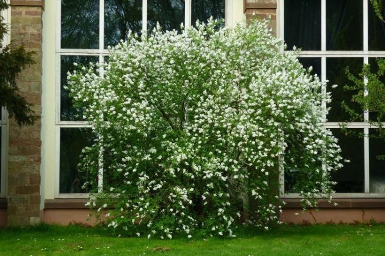 Élagage - Chubushnik Care