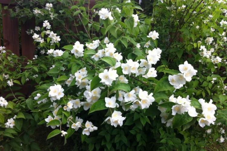 Tchobouchnik - photo