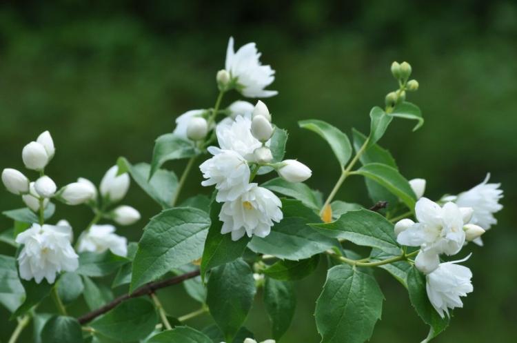 Tchobouchnik - photo