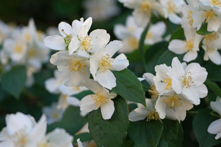 Tchobouchnik - photo