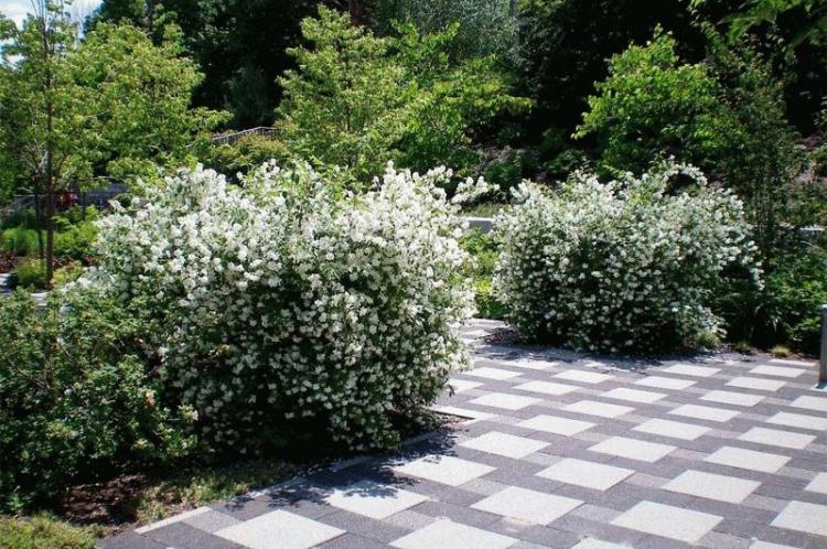 Tchobouchnik - photo