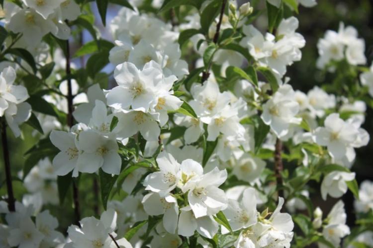 Tchobouchnik - photo