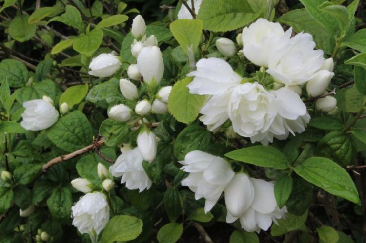 Tchobouchnik - photo